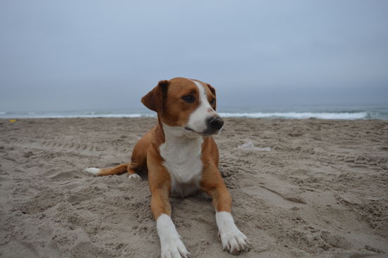 Er hat gerade am Strand gefrühstückt. Alle Hunde waren da und wurden satt. Abfälle der Abfeiernden in unvorstellbarem Ausmaß