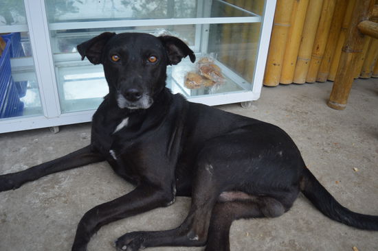 Er, bewacht die Panaderia von Frauchen