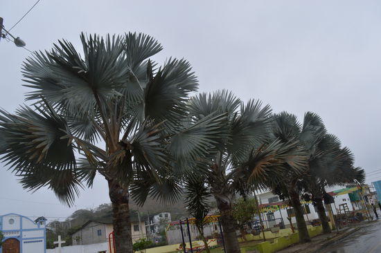 Kirche in Nunez und Palmgang