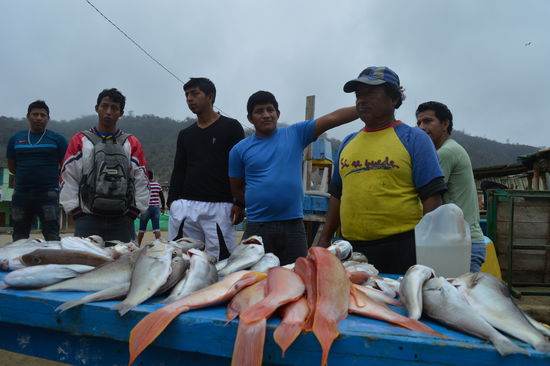 Der Chef in Gelb, gibt nach, weg sind 3 Fische