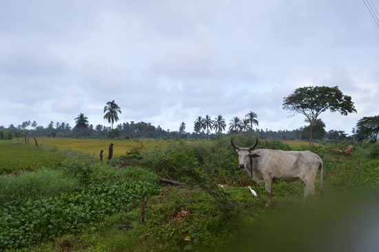 auf dem Weg nach Canoa