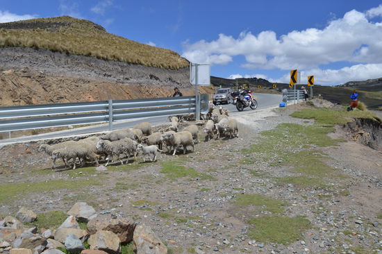 der nächste Sohn treibt die Schafe herein, rechts mit der traditionellen Blaujacke eine weitere Tochter