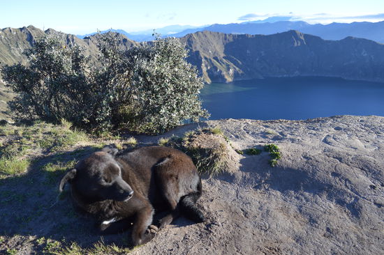 der kleine Hund der narrische, schläft vor dem Abgrund. Gleich hinter seinem Hintern,  der Abriss