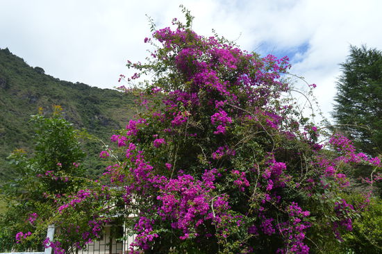 traumhafte Natur , einfach gewachsen, erklärt mir der Hausbesitzer