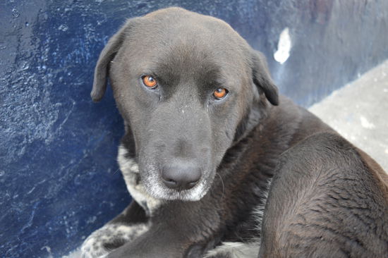 auch er hat niemanden, liegt alleine am Straßenrand, ernährt sich nur von Abfällen, blutete aus zahlreichen Wunden, viele offene Wunden. 
Wie schon berichtet, haben HUNDE in Ecuador  KEINEN Stellenwert !