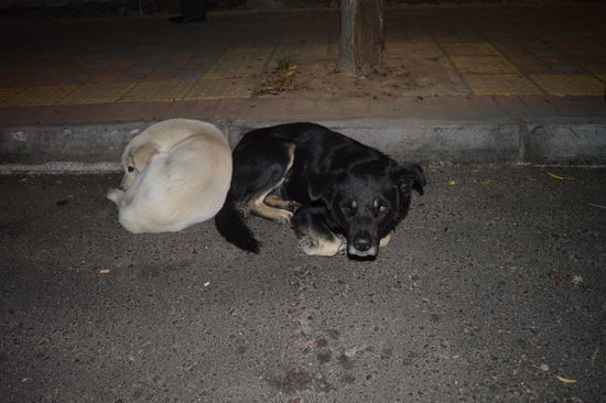 der schwarze blutet aus zahlreichen Wunden und Geschwüren, der helle rührt sich gar nicht, geht ihm offenbar gar nicht gut 