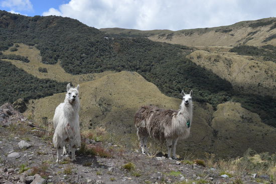 2 Guanakos komplett zahm, auf der Suche nach Nahrung