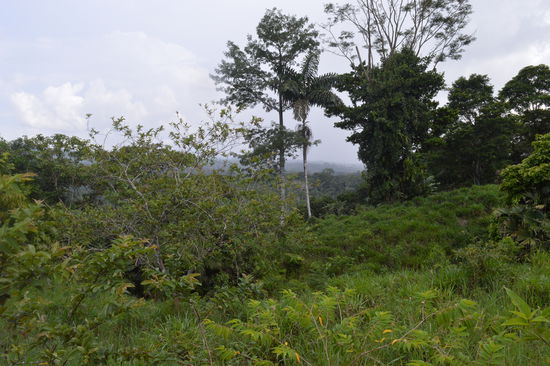 Im Dschungel, traumhaft schön, nur mehr grün da