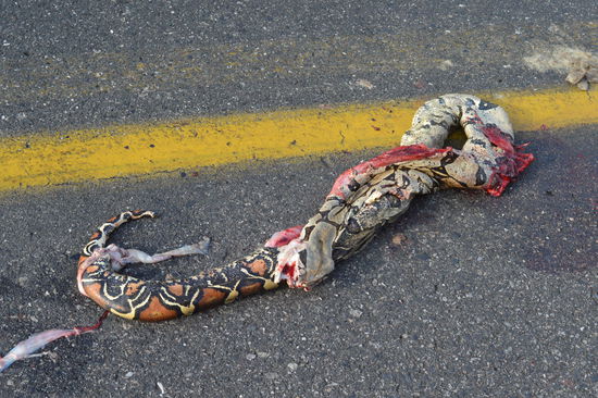 serpiente, eine Schlange, sie raucht noch