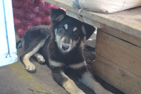 un perro, er suchte Schutz unter dem Stand neben dem Zwiebelsack