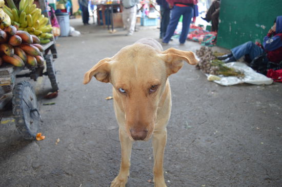 Fast alle Hunde haben verschiedene Augen, sie leben nur von den Abfällen