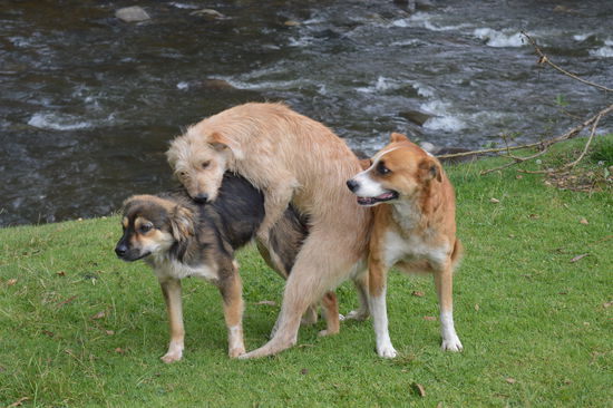 Trio infernale mitten im Stadtpark.
Alles umringt die Hund, ein Spektakel..
Der rechte probiert es auch, er schafft es nicht ganz, was dann passiert schreibe ich lieber nicht......
Die Hunde haben, wie hier üblich, oft keine fixen Besitzer und leben vom Müll, basura perros, denke ich mir