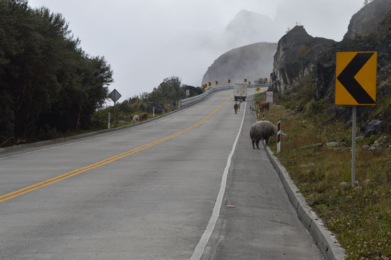Lamas auf der Fahrbahn, kurz vor der 4000 m Grenze