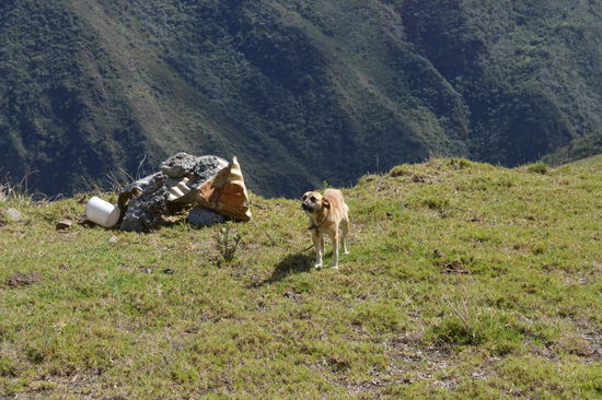 kurze Notpause beim Hinunterfahren, es kläfft schon wieder wer.. Kurz vor dem Abgrund gleich nach der Leitschien zwei händisch errichtete Kleinunterstände , mit Abfallmaterial aus Baustellenzeugs, zwei Hunde, angeleint... schrecklich, sie tun mir leid.