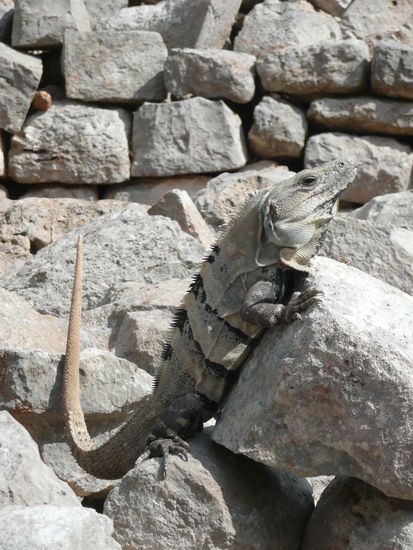 Die Pyramiden Waechter