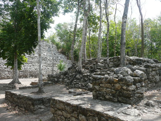 So eroberte der Urwald sein gebiet zurueck