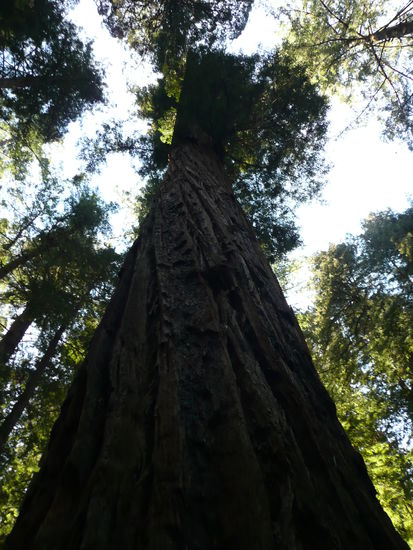 Redwood