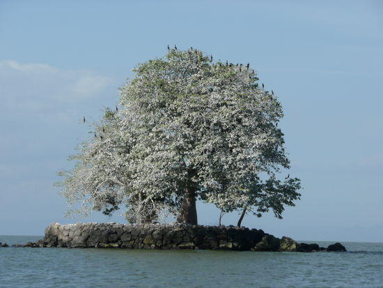 Der weisse Baum... ja es ist Vogelscheisse ;o)