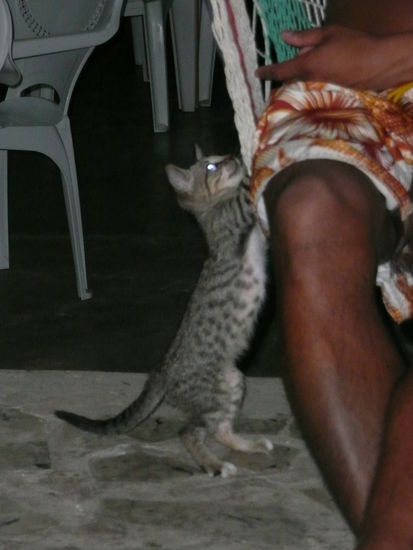 Der Suesseste Mitbewohner