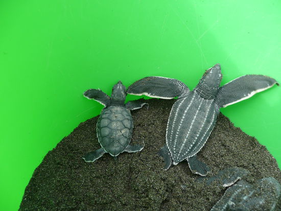Tortuga verde y Tortuga Baula
(gruenschildkroete und Lederschildkroete)