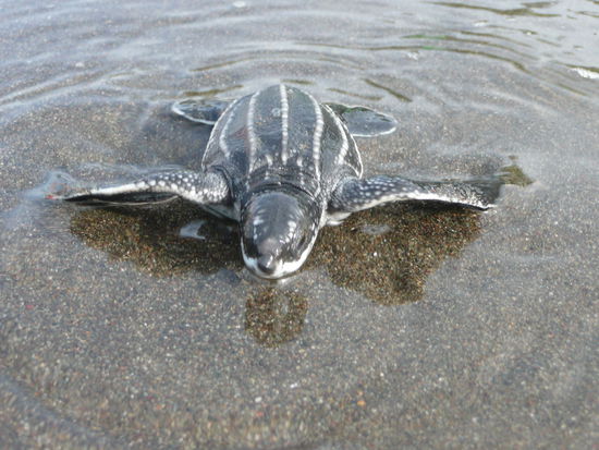 Der anstrengende Weg ins Wasser