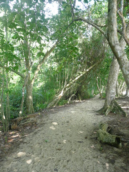 Der Weg durch den Park