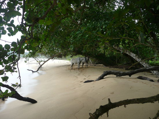 Die einzigen Strandbesucher