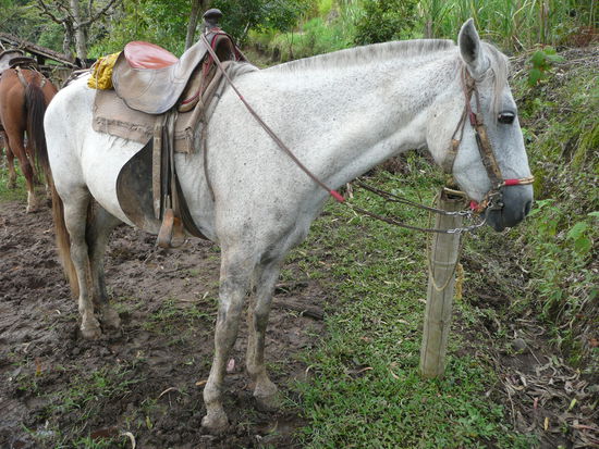 Mein Pferd "Recuerdo"