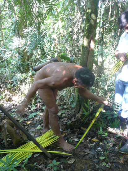 Aus diesen Blaettern werden Koerbe und Haengematten hergestellt.