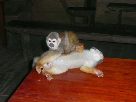 Die Haustiere der Lodge