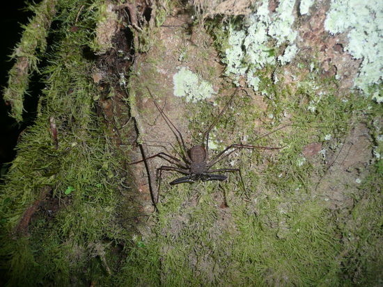 Auf der Nachtwanderung