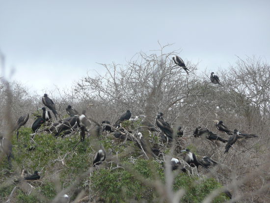 Ein paar Fregattvoegel
