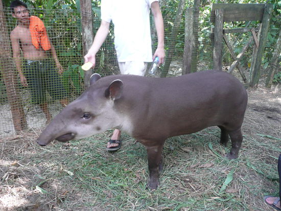 Tapir