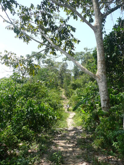 Auf dem Weg in den Dschungel