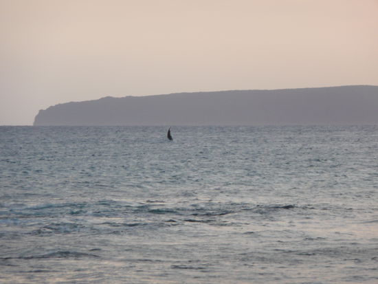 Wal von ganz weit weg ;o)