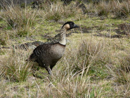 Nene (leben nur auf Maui und Big Island) es gibt nur noch ganz wenige von diesen Voegeln