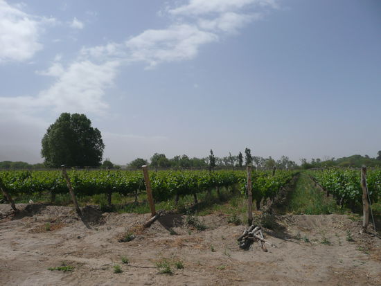 Einfach schoen was man mit Trauben so anstellen kann )