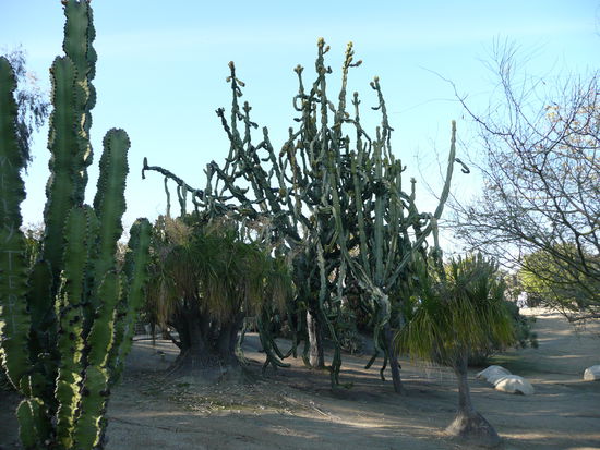 Kaktusgarten im Balboa Park