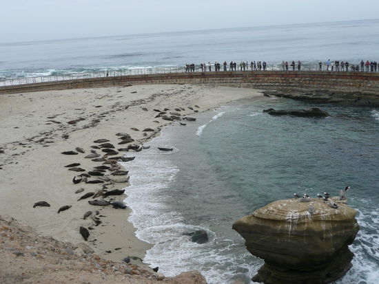 Seeloewen im La Jolla Cove