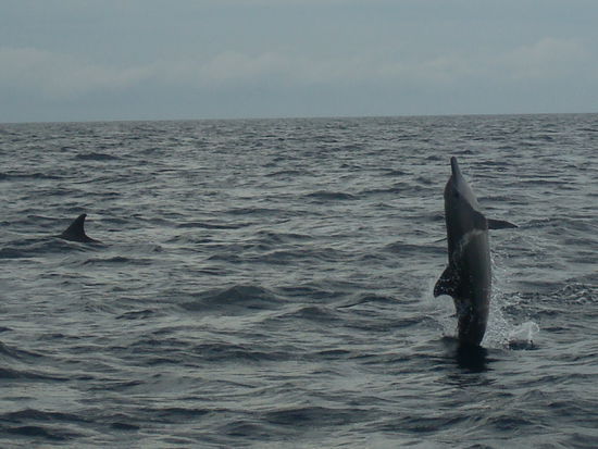 Baby Delfien der seine Kunststuecke zeigt