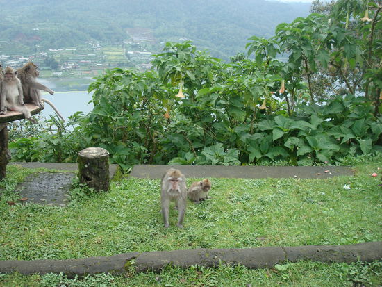 Neugierige Affen am Strassenrand in Bali