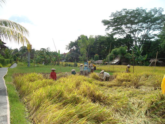 Meist alte Fraun bei der Reisernte Ubud, Bali