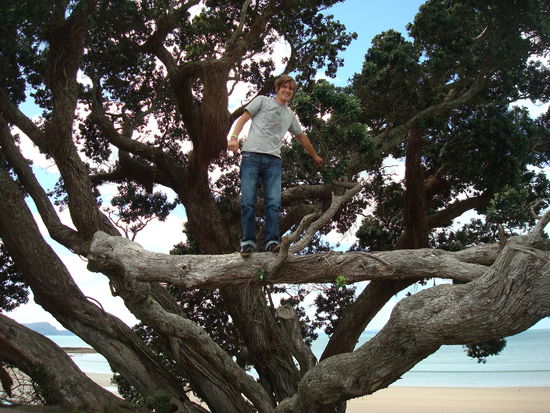 Ich schaetze der Baum ist ein wenig aelter als sein Besteiger