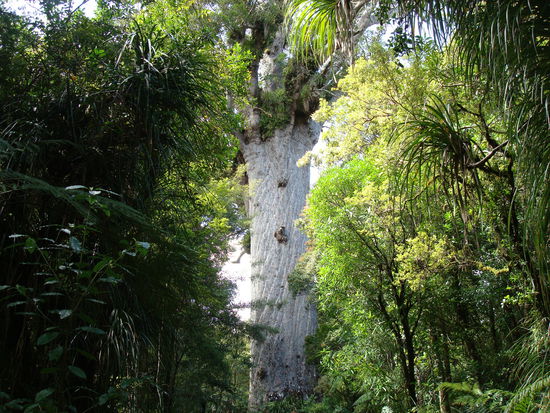 Ein ca. 2000 Jahre alter Kauri Tree, einer der aeltesten seiner Sorte