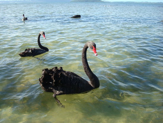Schwarzer Schwan im Lake Rotorua
In Neu Seeland ist echt alles ein bissal verkehrt