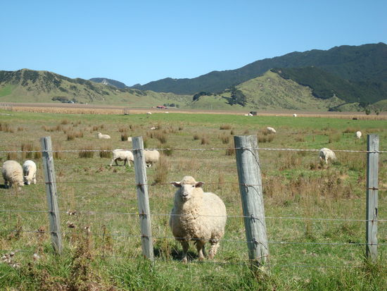 Schaaaaaaaaaaaaaafe, fast ueberall, hier am East Cape