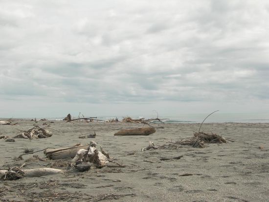 Strand von Hokitika (ich liebe diese alten, toten Baueme)