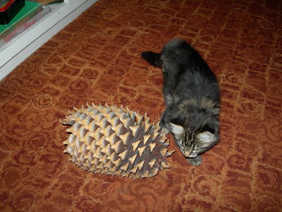 freche babykatze mit riesenzapfen (ganz viele hostels haben ihre hauskatzen)