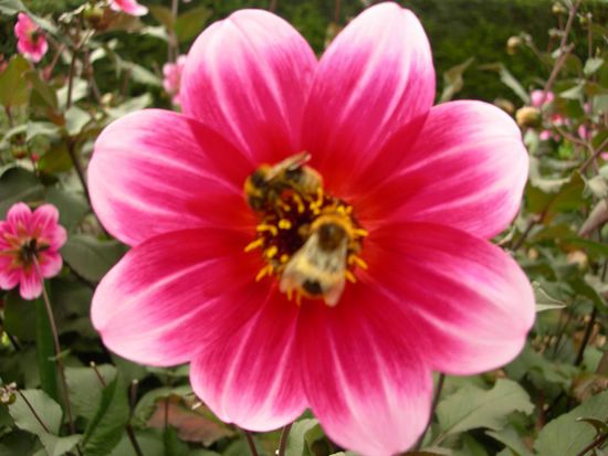 fleissige bienchen
