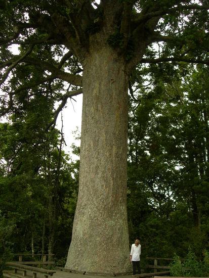 kleiner kauri baum